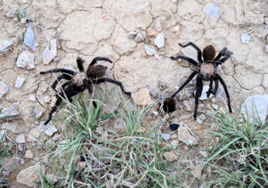 Male tarantulas mingle in search of mates in the southern plains of southeastern Colorado in September. The male will shake his leg at the entrance of the female's hole in the hope that the vibration will attract the female. When it works, they stand face to face and perform a mating dance. (The Denver Post via Helen H. Richardson/Getty Images)