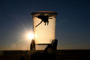 A volunteer holds a female tarantula after pulling it out of a burrow to study the structure of a spider's burrow near Lamar, southeast Colorado. The tarantula is then released. (The Denver Post via Helen H. Richardson/Getty Images)