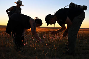 Jackie Billot (left) and Rich Reading use long blades of grass to coax female tarantulas out of their burrows as the sun sets at the Southern Plains Land Trust's Heartland Ranch Nature Reserve. (The Denver Post via Helen H. Richardson/Getty Images)