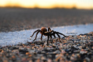 A male tarantula crosses Highway 71 at dusk near Lamar, Colorado Since many tarantulas are hit by cars, tunnels are recommended to help them navigate certain roads. (The Denver Post via Helen H. Richardson/Getty Images)