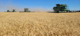 Jake Leggy Farm is an advanced grain, oilseed and legume farm that cultivates intercropping on approximately 14,500 acres near Fillmore, Saskatchewan.