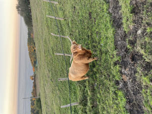 Terena looks at cows at sunset in the Basque countryside.