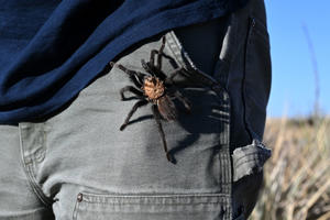 A male tarantula crawls into the pants of Rich Reading, vice president of the Butterfly Pavilion, an invertebrate zoo and research center outside Denver. Reading participated in research at Heartland Ranch Foundation's Southern Plains Nature Reserve. (The Denver Post via Helen H. Richardson/Getty Images)