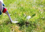 7 Reasons You Need to Get Rid of Those Weeds in Your Lawn