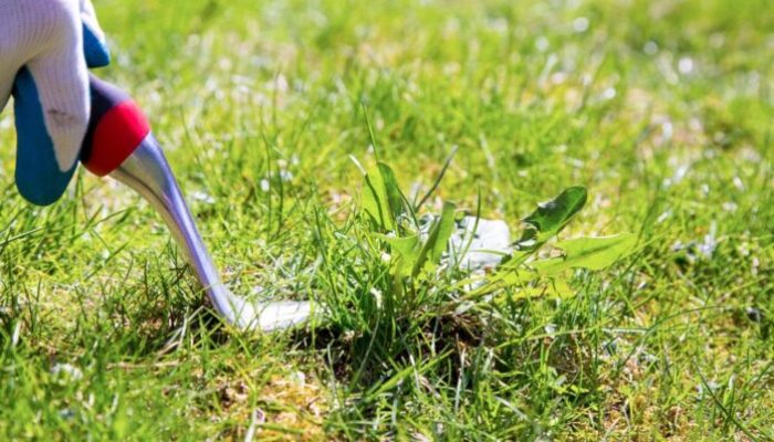 7 Reasons You Need to Get Rid of Those Weeds in Your Lawn