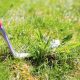 7 Reasons You Need to Get Rid of Those Weeds in Your Lawn