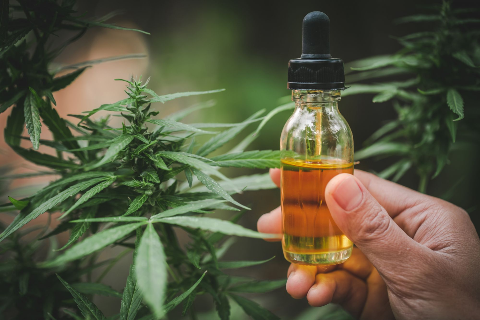 Cbd Capsules Vs. Tinctures: What’s The Difference?