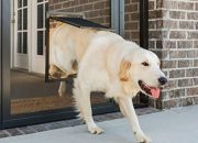 Tips for Installing a Dog Door Into a Screened Porch or Patio