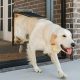 Tips for Installing a Dog Door Into a Screened Porch or Patio