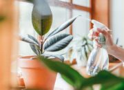 Indoor Plant Ideas to Liven Up Your Home