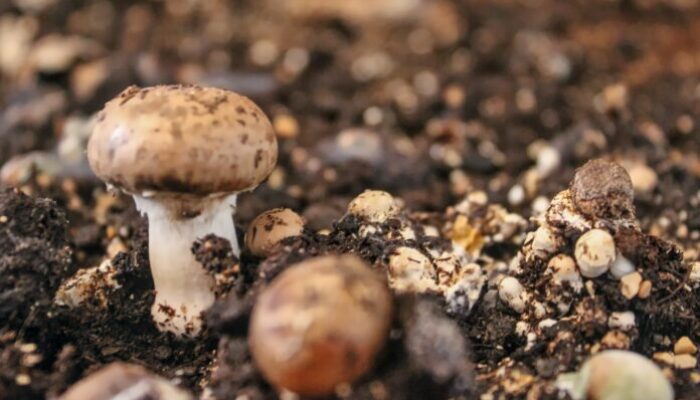 Unlocking the Mysteries: Magic Mushroom Growing Kit