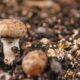 Unlocking the Mysteries: Magic Mushroom Growing Kit