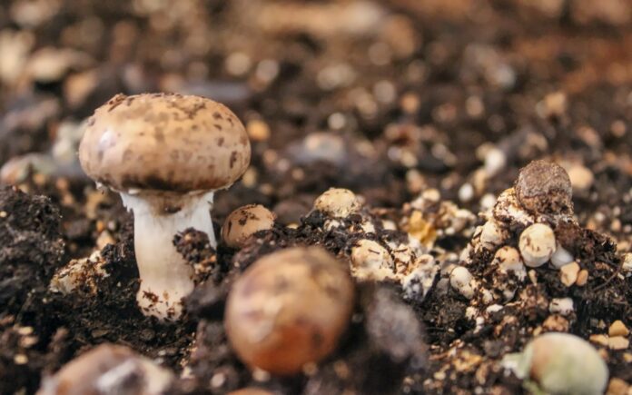 Unlocking the Mysteries: Magic Mushroom Growing Kit