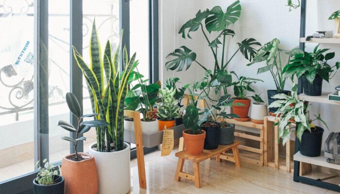 Exploring the World of Artificial Plants in Melbourne