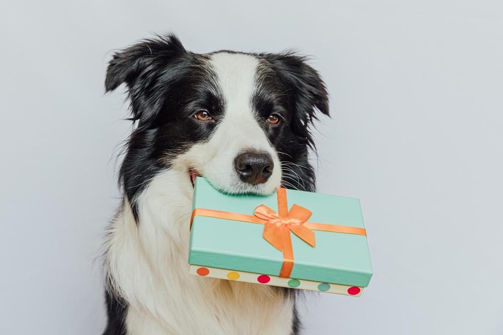 6 Unique Gifts for Dog Lovers