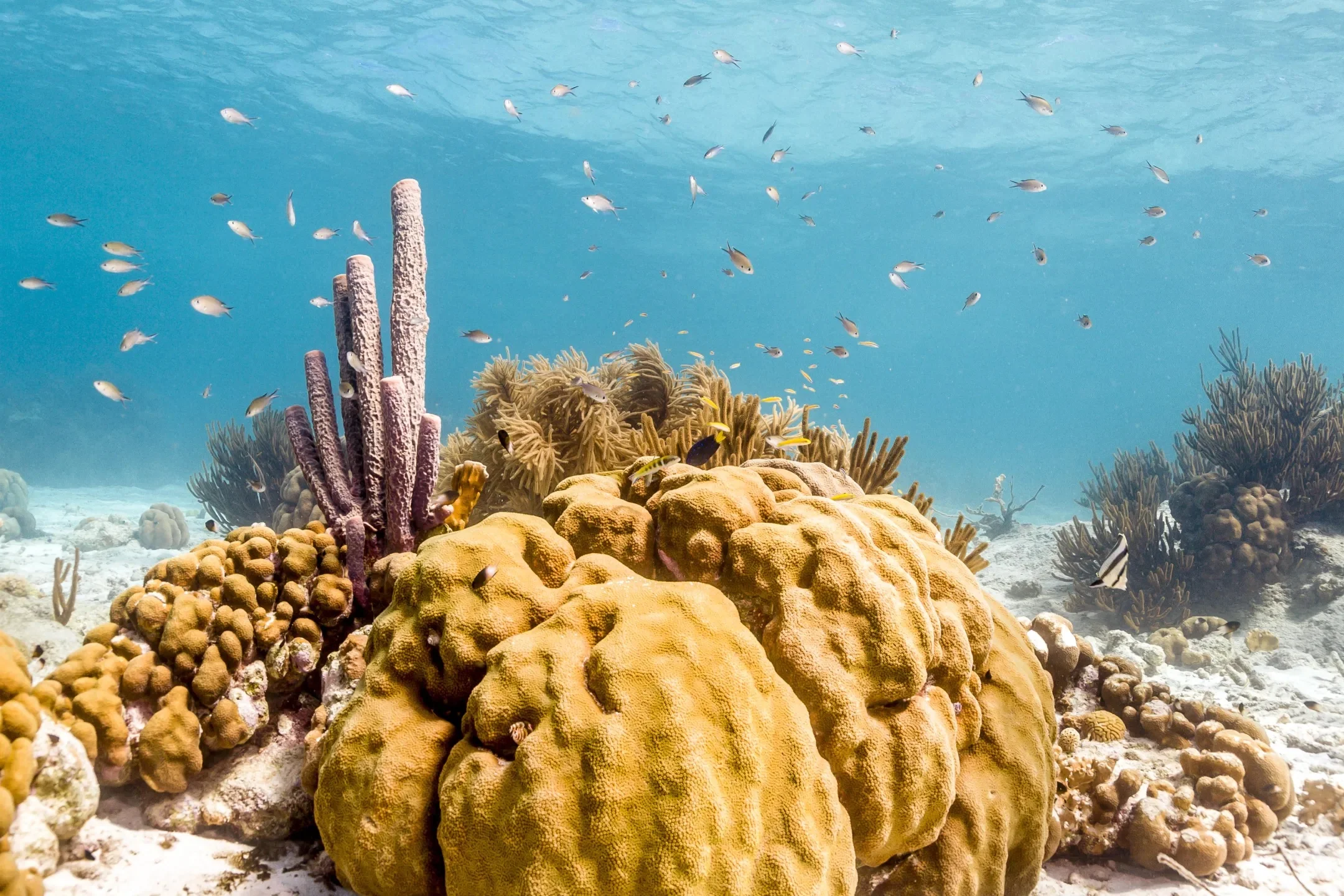 The Natural Luxury of Sea Sponges: A Dive into the Benefits of natural Bathing Bliss