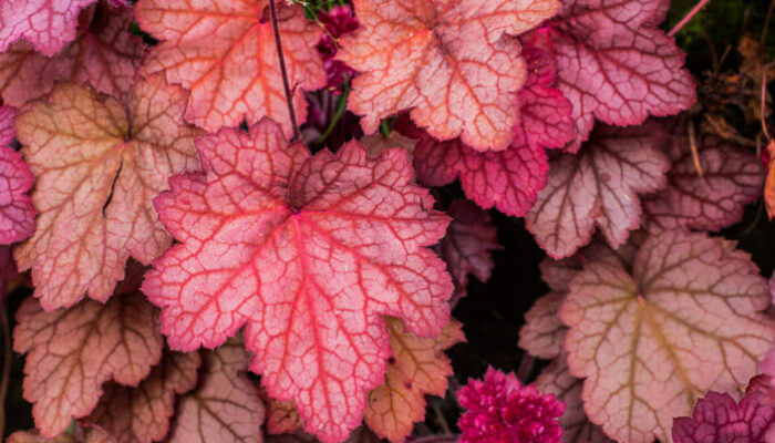 Low-Maintenance Plants for Your Menlo Park Landscape Design