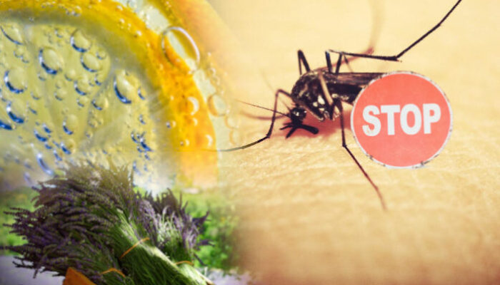 Repel Mosquitos Naturally to Enjoy Your Outdoor Spaces