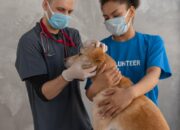 Managing Chronic Conditions In Pets With Medication: Insights From PetPawsRx